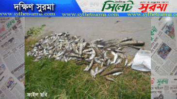দক্ষিণ সুরমায় মাছের সাথে শত্রুতা