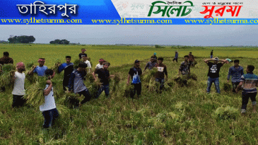 তাহিরপুর অসহায় দরিদ্র কৃষকের ধান কেটে ঘরে তুলে দিল ছাত্রলীগ পরিবার