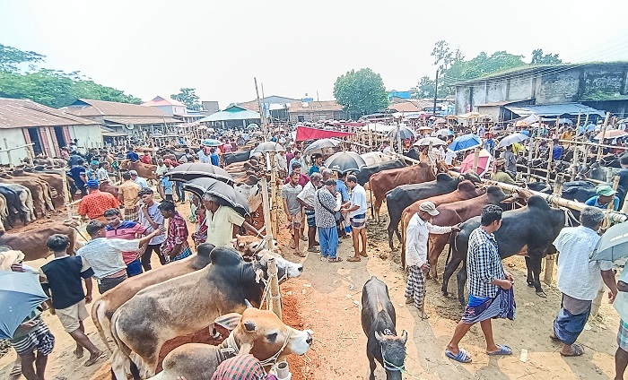 সুনামগঞ্জে কোরবানির পশুর হাট: গরু বেশি, ক্রেতা কম
